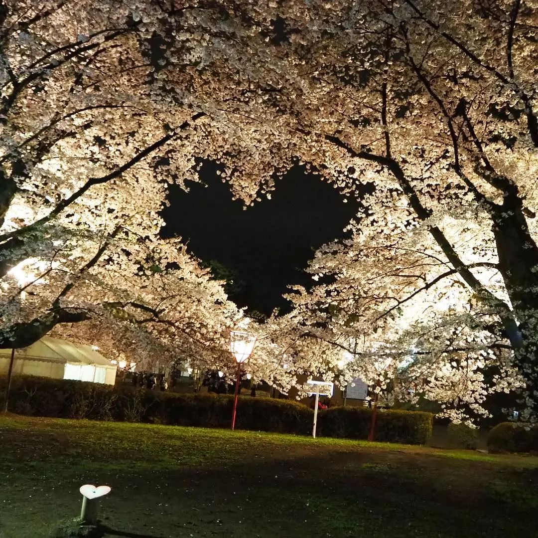 这里的樱花树长成了爱心模样!