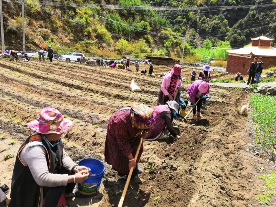 引进错季火葱种植带领群众发展产业