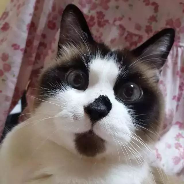 这只自带惊讶表情包的喵星人,是来演喜剧的嘛?