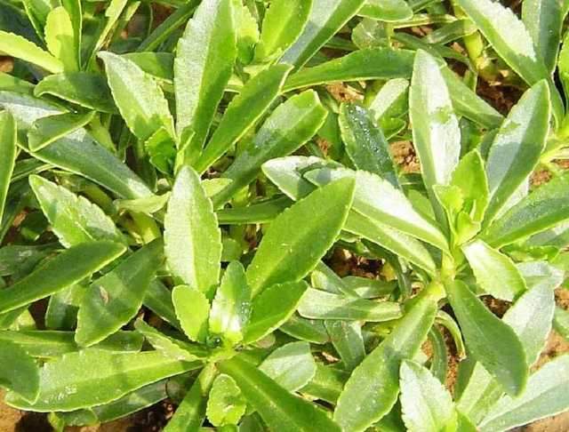 农村一种稀有野菜,以前只有穷人才吃,如今150元一斤成稀罕货