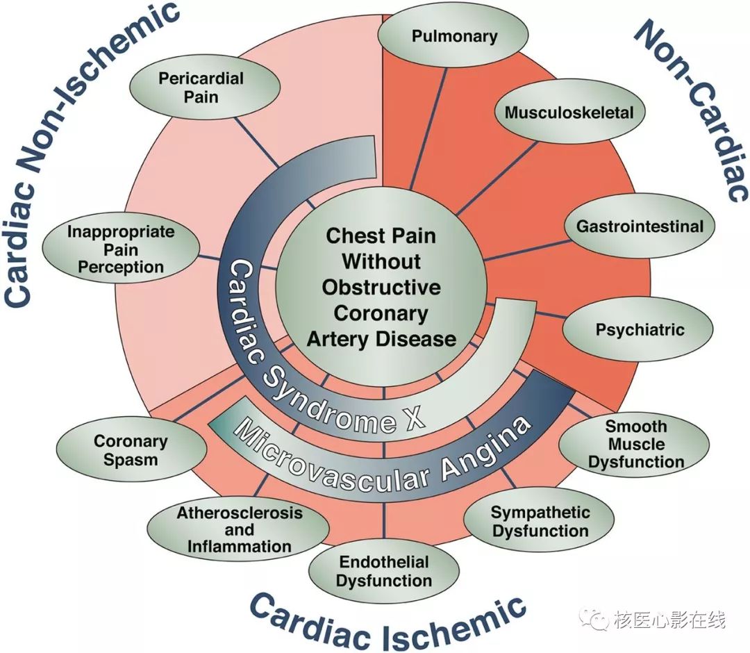 pericardial cavity图片