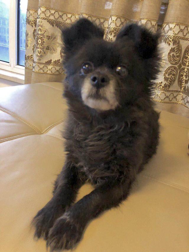 鞍山市百盛附近寻找黑色蝴蝶犬串