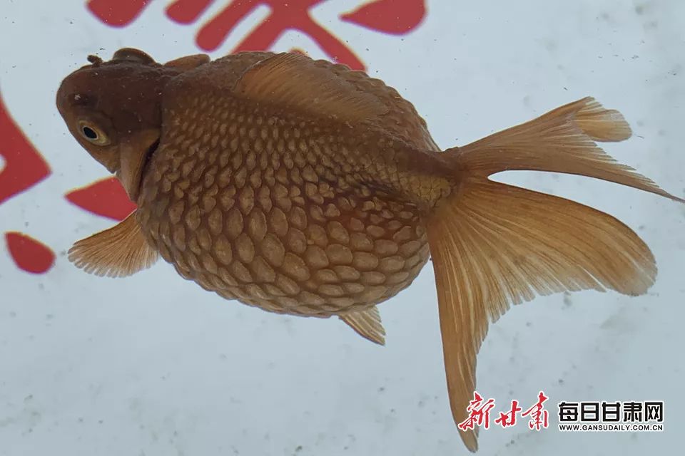 "三色皇冠珍珠"金鱼"大家知道金鱼有多少个花色?多少个品种吗?