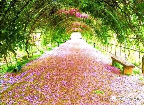 慈利琵琶花海珍奇百鸟奇趣表演展五一长假华丽开启