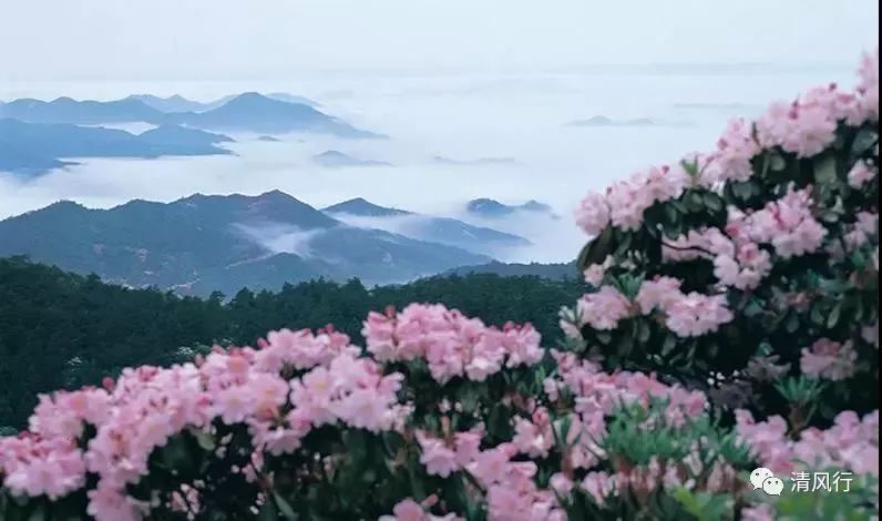 杜鹃花开511情定华顶杜鹃相约浪漫天台