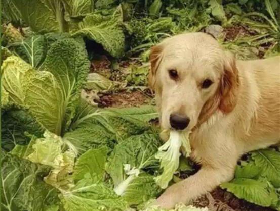 原創
            辟謠，狗狗酷愛啃大白菜，主因並非異食癖，而是嗅覺上判斷出錯 寵物 第11張