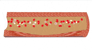 健康视频 | 身体微循环与健康的关系!