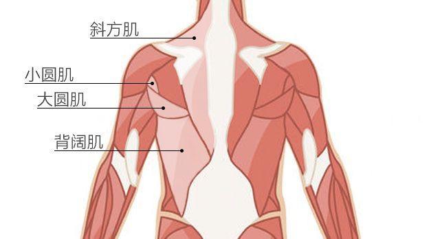 能讓人視覺上背部變厚的肌群主要有斜方肌\小圓肌和大圓肌.