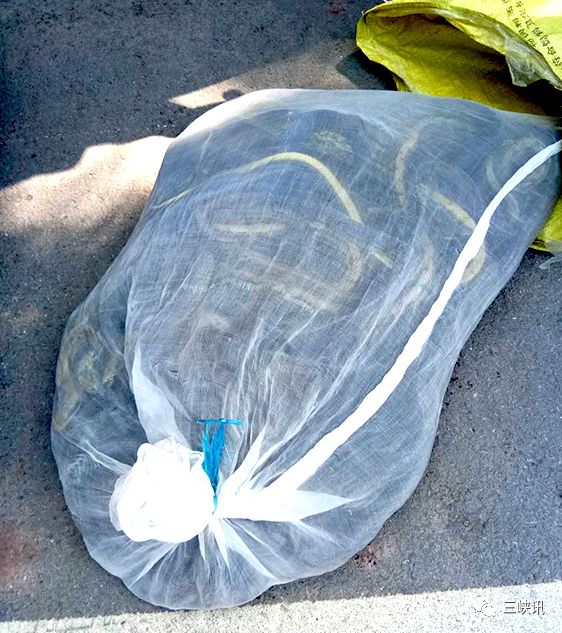 看着浑身哆嗦皮卡车上装了两个在蠕动的麻袋打开一看