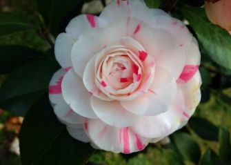 红四方园艺丨【种植小知识】茶花用什么样的盆好?日常如何养护?part.