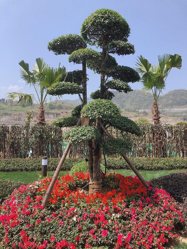 这天妹纸开着车沿着佛顶山大道,漫无目的朝香树园