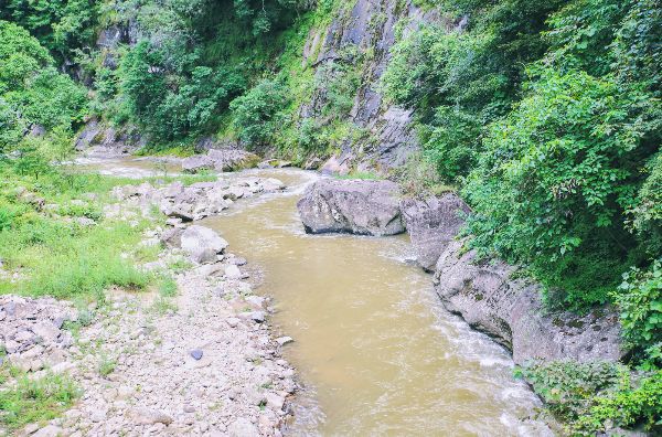 初夏的油草河,绿波浩荡,婆娑浓荫.