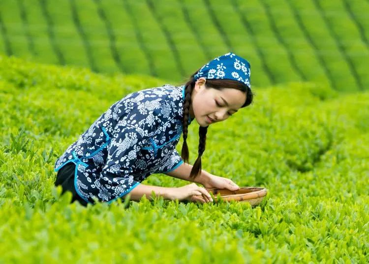 又到春茶时美丽的采茶姑娘成了最美的风景线