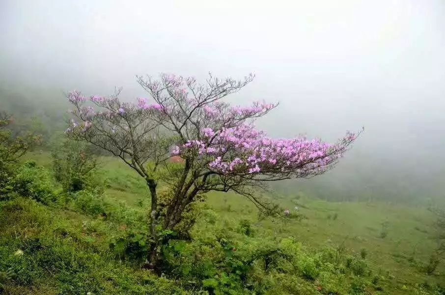 圖/大桶山之子