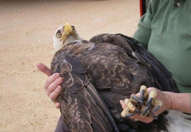 男子走进之后才发现这是一只老鹰,属于国家保护动物,抱起来之后就电联