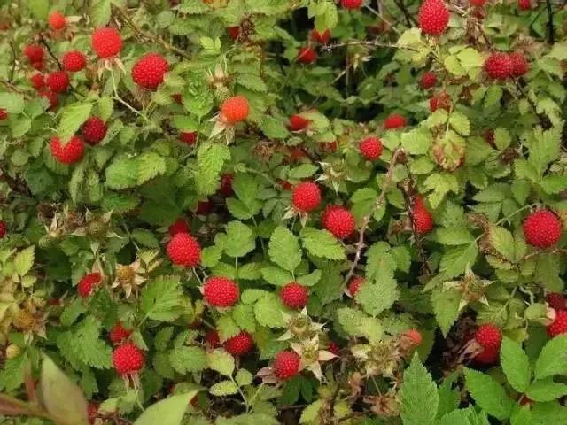 村里有老人说也叫做刺泡儿,对这种"水果"(红泡果)都不会觉得陌生,很