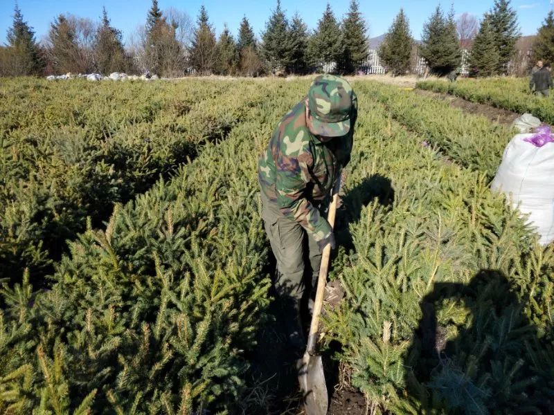 为了又快又好的完成苗木假植任务,林业局组织森林经营管理处,防火办