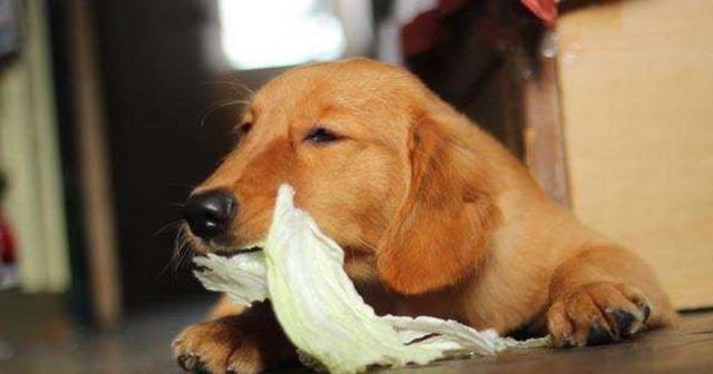 原創
            辟謠，狗狗酷愛啃大白菜，主因並非異食癖，而是嗅覺上判斷出錯 寵物 第3張