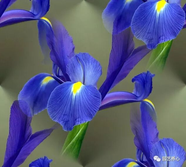 园艺疗法|叶名鸢尾,根名鸢头