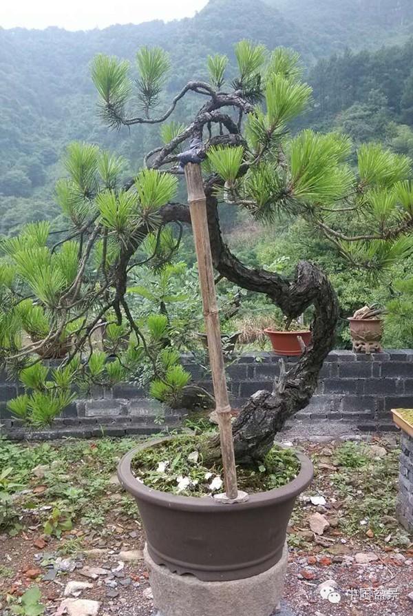 浅议松树的主根与须根_大风