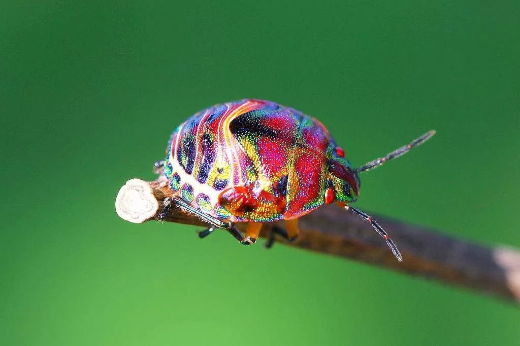 【活动招募】发现丰富多彩的自然界动物——甲壳虫!