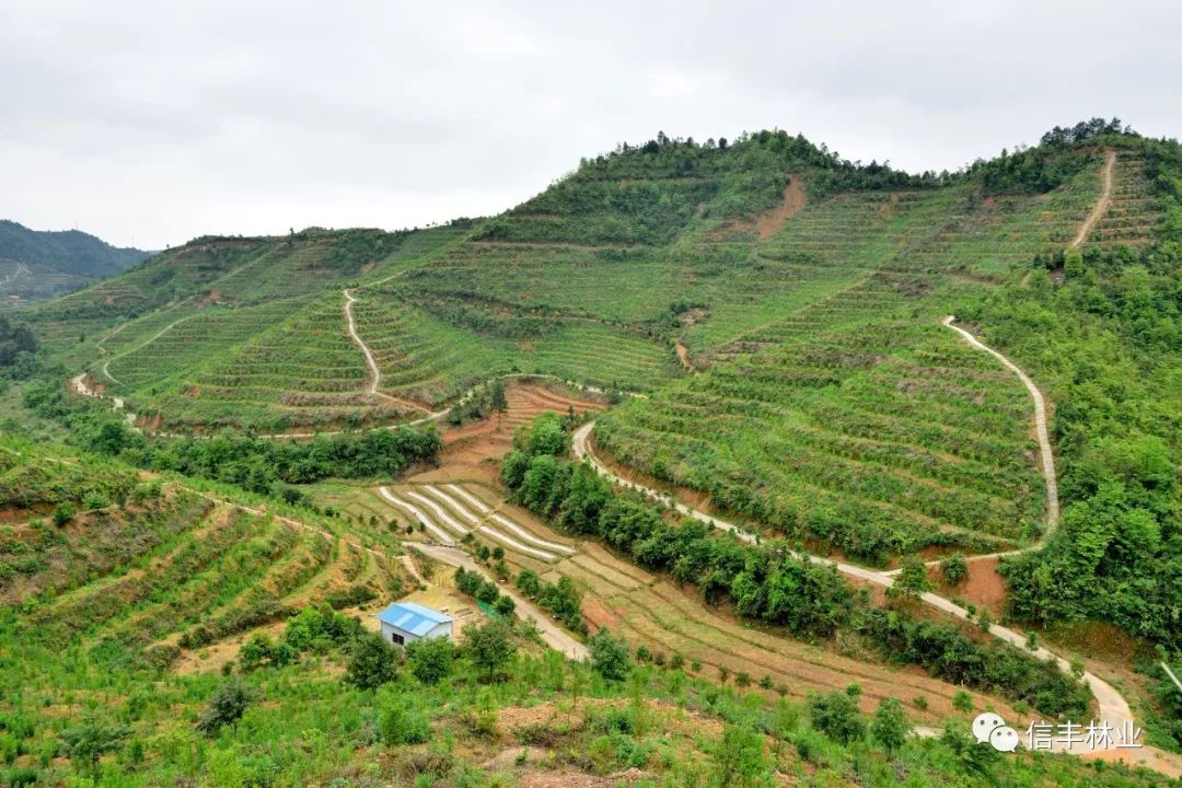信丰林业局认真贯彻落实县委,县政府决策部署,充分发挥传统油茶产业
