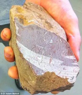 【关注】张家界境内发现5亿多岁的"海绵宝宝"!_化石