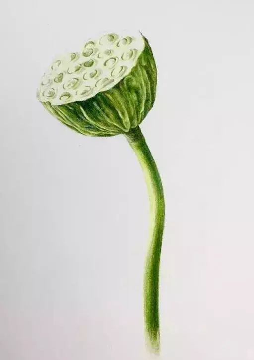 彩铅小莲蓬超级适合彩铅教程入门宝宝确定不画