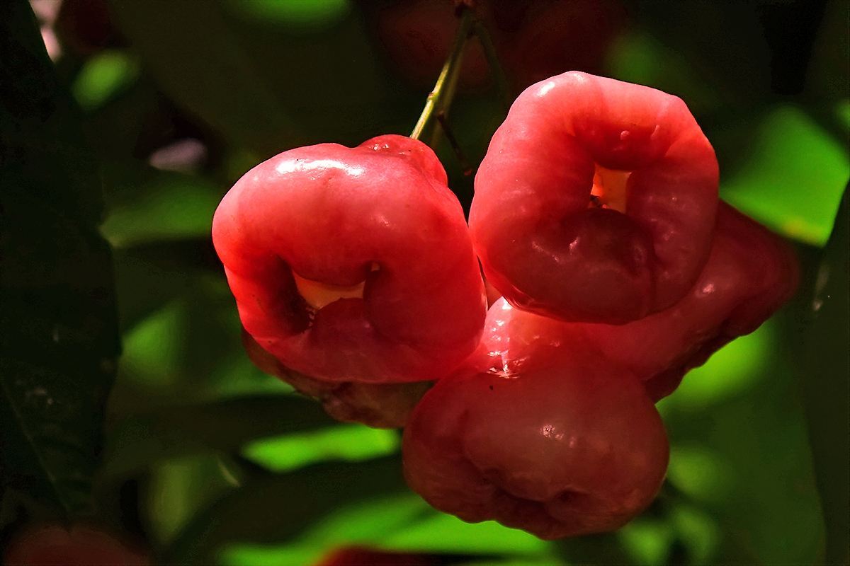 您见过结出像铃铛一样果实的植物吗