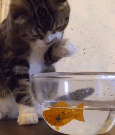 小猫爱养鱼图片