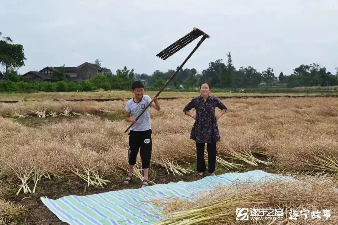 打完菜籽后,把空空的菜籽杆抱开,还要用筢筢(pá pá)把多余的菜籽壳