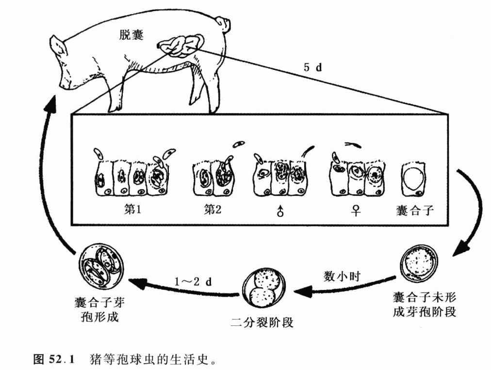 抗击非瘟根据寄生虫的生活史制订猪场驱虫策略