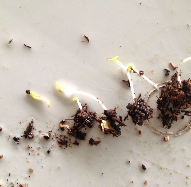 这种花一开300天,扔土里就活,新手也能养出满盆花,太简单了!_露薇