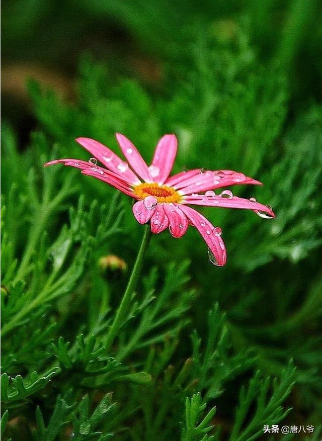 初夏雨后清新的空气,弥漫了整个公园,我贪婪的呼吸着雨后甜润的