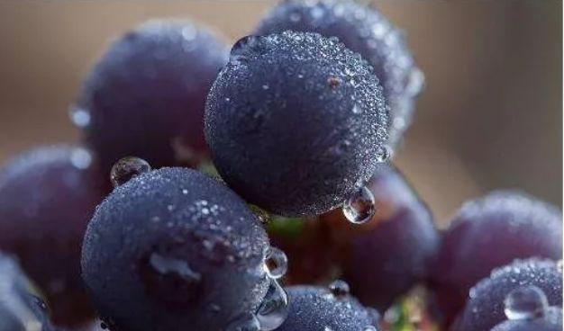 白癜风水果类饮食适宜常食大枣,黑枣,柿子,桑椹,紫葡萄等,避免维生素c