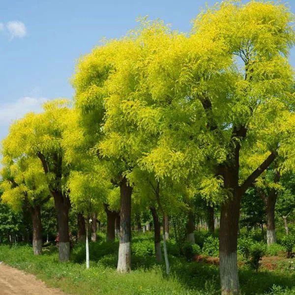 原创这5种常见金叶树目前市场上大量急缺行情大好