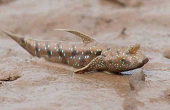 它们进化三亿年,只为能爬上海岸,当梦想实现时却遇到了广东人