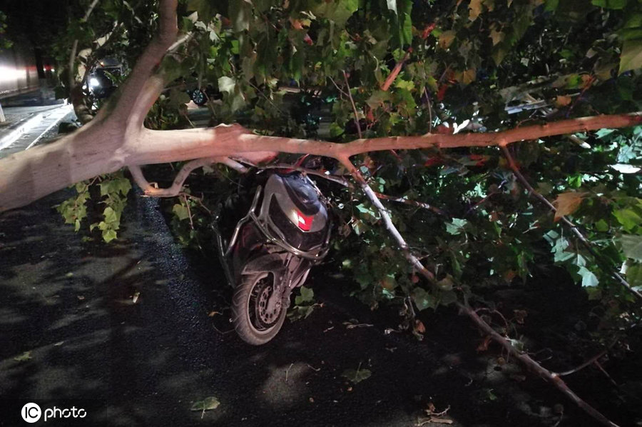 狂风肆虐!男子骑车被树砸中先后2棵被风连根拔起
