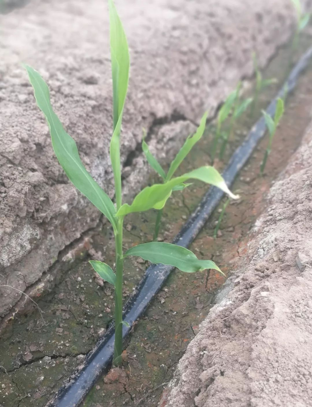 生姜出苗慢问题多这套种植方案也许对您有帮助