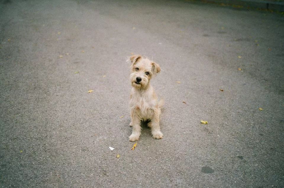 书香长青一只狗的流浪