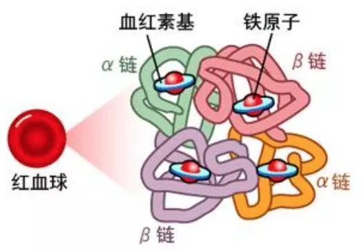 血红蛋白的组成 来自搜狐网