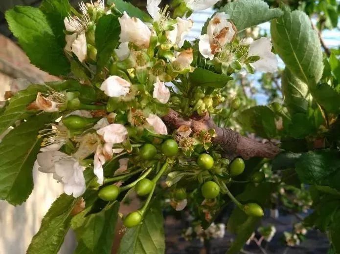 樱桃果实发育期短,成熟早,从春天开花到果实成熟,不管是早熟还是晚熟