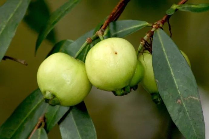 以前这种烂大街的水果,原来那么"有宝",现在想吃都难找