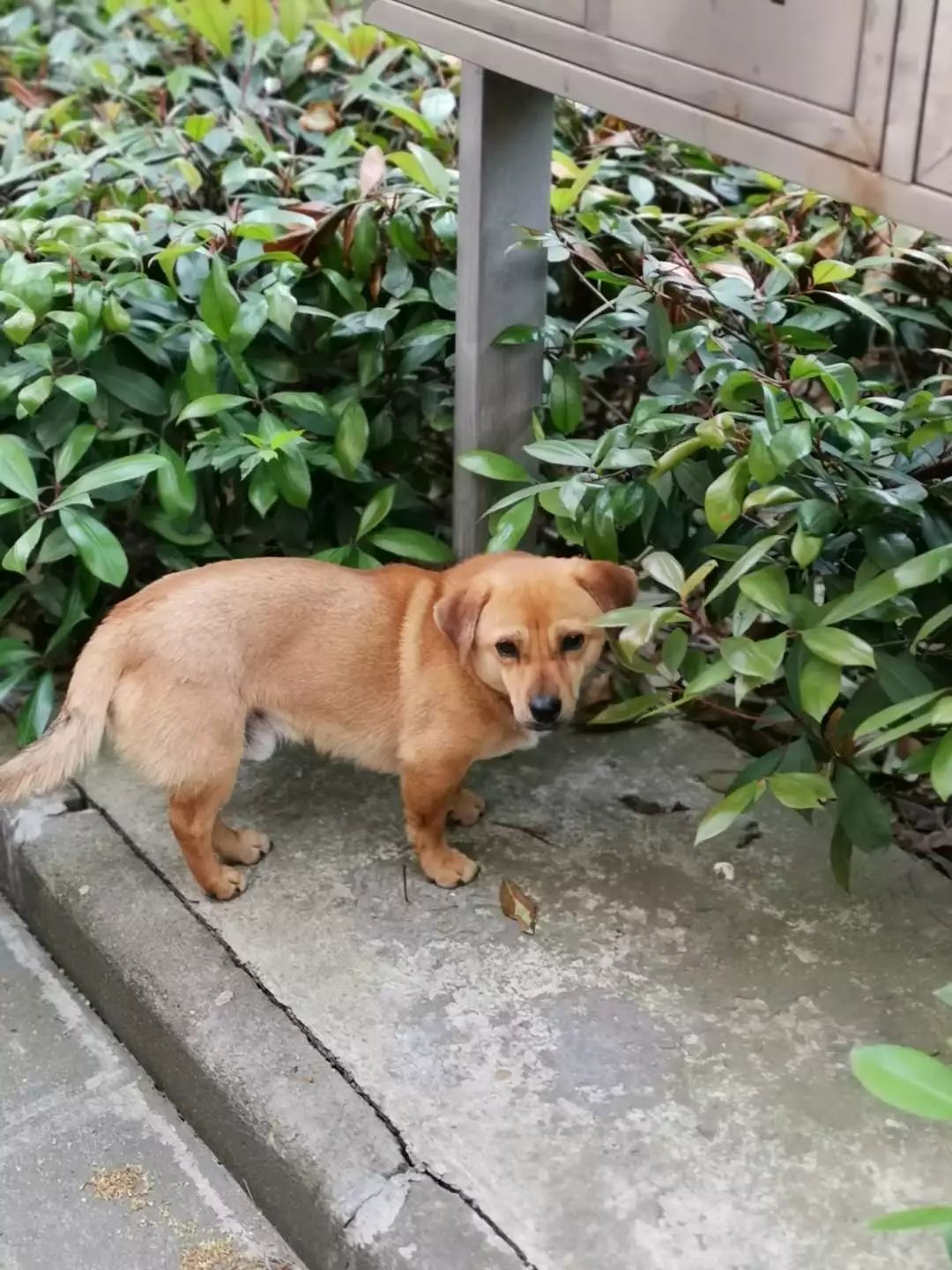 求助!常熟一小区成了流浪狗"大本营"……_新村