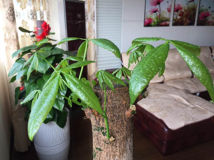 发财树芽点位置怎么留怎样让发财树在特定的位置发芽抽枝