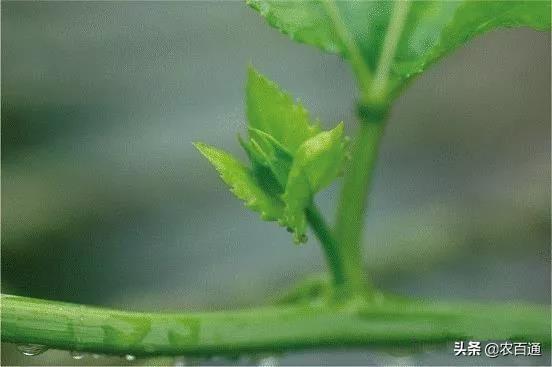 百香果落花落果原因及保花保果措施