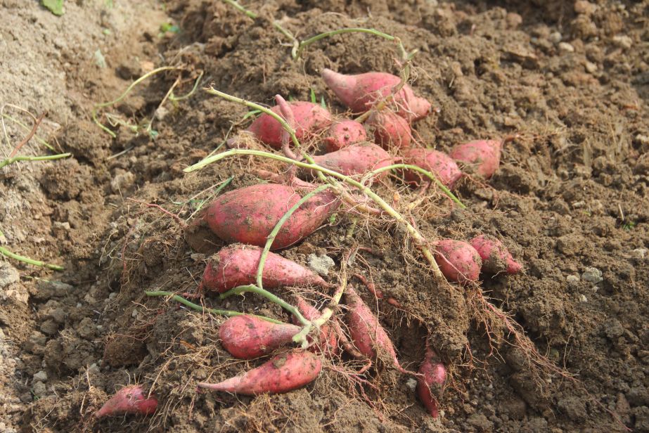 6%地处二级水源保护区嘉陵江西岸,海拔364米赣南红蜜薯种植基地位于