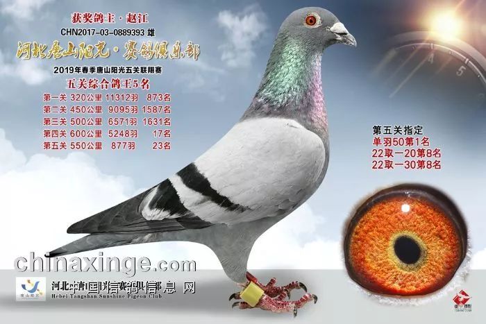 万中选一唐山阳光五关综合鸽王总冠军出炉