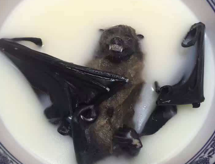 许多小伙伴可能不知道,非洲也有很多美食,好比:蝙蝠汤,油炸老鼠,烧烤