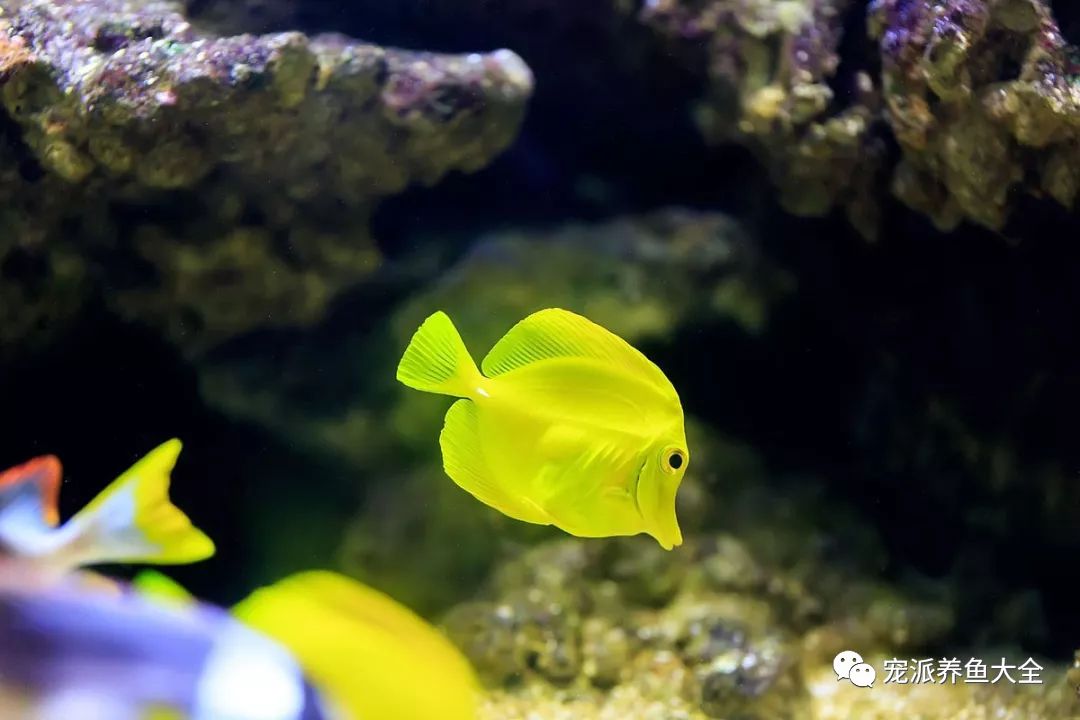 鰩魚寵派養魚大全鰩魚,又稱魔鬼魚,底棲型海水魚的一種,身體扁